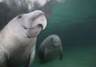 Manatee Mom Spotted in Florida With a Rare Set of Twins