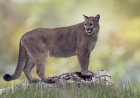 Sound on: Florida Panther Calls for Mate With Haunting ‘Caterwaul’