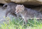 WATCH: Fisherman Stumbles Upon Newborn Coyote Puppies