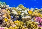 Scientists Discuss Tactics To Save Coral Reefs From Heat Waves