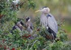 Mother Heron Risks Life to Protect Young From Bald Eagle (Video)