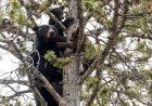‘They Didn’t Even RSVP!’: Black Bears Crash a Wedding Ceremony