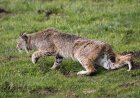 Bobcat Stalks and Attacks Man as He Records the Whole Thing