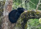 WATCH: Dramatic Moment Tranquilized Bear Falls From Tree