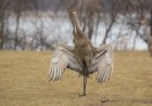 WATCH: Weird Interaction Between a Sandhill Crane and Alligator