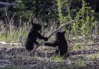 Bear Family Plays Together for Hours in a Backyard (Video)