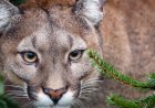 Experts Share What To Do When A Mountain Lion Starts To Follow You