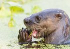 Family Attacked By River Otter Will Receive A Large Sum