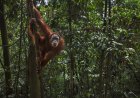 Sumatran Orangutan Uses Canopy Bridge for the First Time Ever