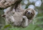 WATCH: Just How Slowly Will This Sloth Cross a Path? Soo Slowly