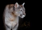 Missing Dog’s Owner Fears Cougar Attack, Finds Trail of Blood