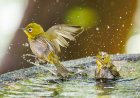 See the Winners of the NWF’s Garden for Wildlife Photo Contest