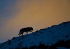 Yellowstone Wolf Appears to Grin as It’s Reunited With Pack