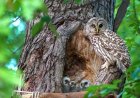 All Parents Can Relate to This Disheveled Owl Mom (Funny Video)