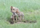 WATCH: Hiker Stumbles Upon Adorable Baby Coyotes