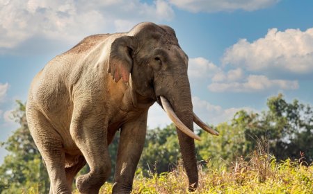 52-Year-Old Elephant Is Safely Returned After Miraculously Escaping Her Enclosure