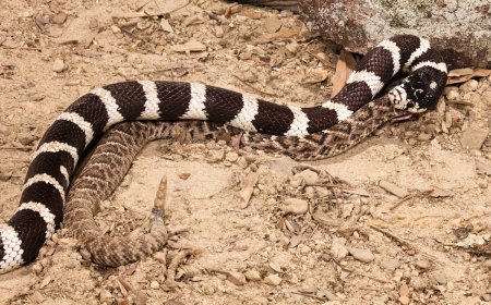 Trail Runners Stumble Upon Snake Devouring Another Snake