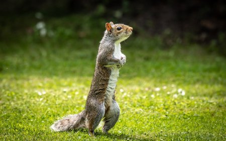 WATCH: Hiker in Phoenix Gives Water to a Thirsty Squirrel