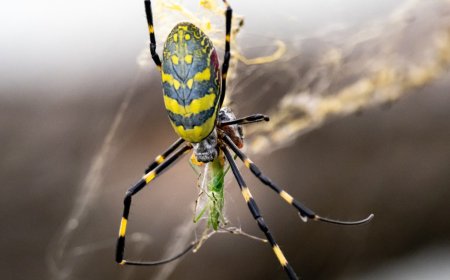 Massive Spiders From 2021 Are Making A Comeback