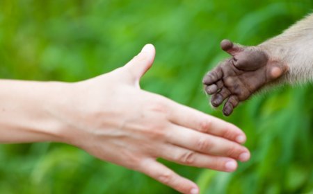 Are Zoos Ethical? These Institutions Set Out To Prove That They Can Be