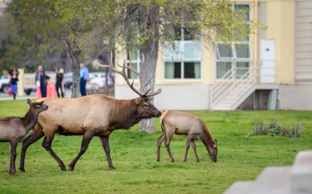 Elk Herd Goes for an Afternoon Swim in Wholesome Video