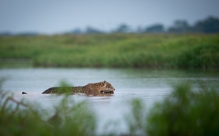 Brazil Safari Guests Witness Wild Jaguar Hunting (Video)