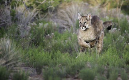 WATCH: Man Comes Face to Face with Two Mountain Lions