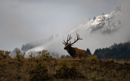 ‘This Trail-Cam Clip Stopped Us in Our Tracks’: See the Footage