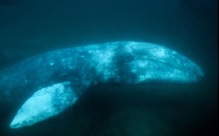 Gray Whale Spotted Swimming in Willapa River (Video)