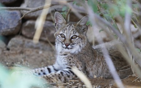 WATCH: Bobcat Kittens Play in Tucson, Arizona Backyard