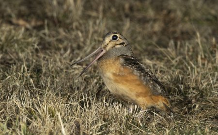 Bystanders Can’t Get Enough of This Bird’s Hilarious Dance