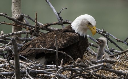 ‘Happy Hatch Day!’: Bald Eagles Welcome Chick on Livestream