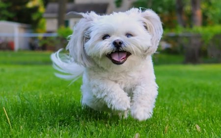 Viral Video Shows Senior Rescue Dog Living His Absolute Best Life