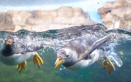 People Begin To Question If Animals Truly Are Better In Zoos After This Disturbing Pattern With Penguins Emerges