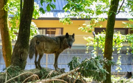Toddler Is Injured After Sticking His Hand Into A Wolf Enclosure At Zoo