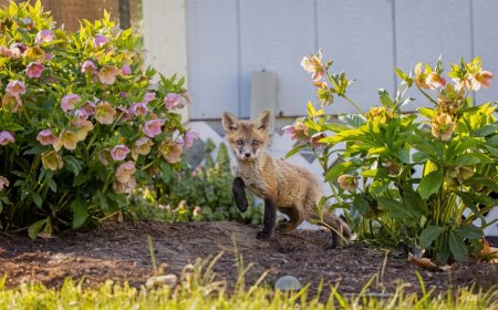 WATCH: Heartwarming Rescue of Seven Baby Foxes
