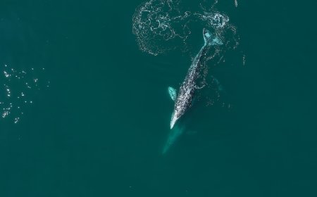 Sad News for ‘Willapa Willy’—the Whale that Swam up a River