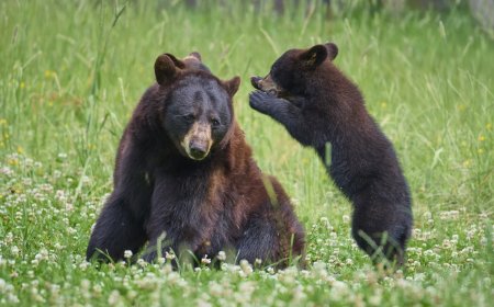 Adorable Trail-Cam Footage Shows Mama Bear and Cub Playing
