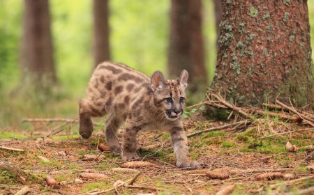 Sound on: Puma Kittens Make Cute Noises on Trail Cam