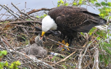 ‘Gentle Giants, Bonking Babies’: See Famous Bald Eagles’ Chicks
