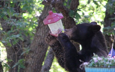 WATCH: Bear Destroys Hummingbird Feeder Hanging on Porch