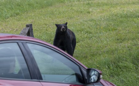 Bear Jump Scare: Woman Startled When Animal Leaps From Car