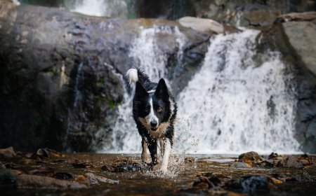 ‘Miracle Rescue’: Dog Found Week After Owner Fell Over Waterfall
