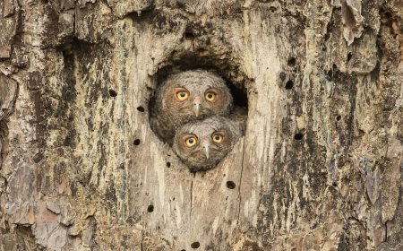 Can You Find the Hidden Owl? It’s Looking Right at You.