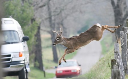 Caught on Doorbell Cam: Herd of Deer Smash Through Home