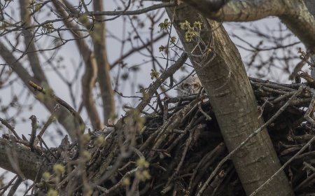 WATCH: Great Horned Owl Feeds Her Day-Old Owlet on Nest Cam