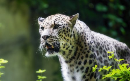 Thermal Camera Spots Elusive Predator, a Rare Persian Leopard