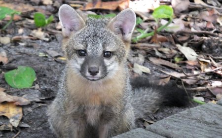 ‘Cutest Thing I’ve Ever Seen’: Baby Foxes Swarm Man (Viral Video)