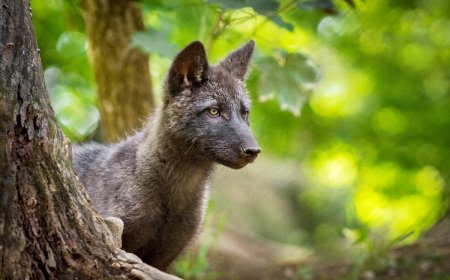 ‘Mischievous’ Wolf Pup Hijacks Sign From Yellowstone Area (Video)