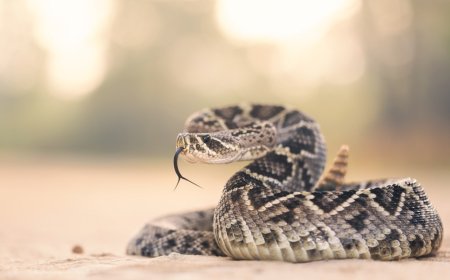 Experts Share Their Thoughts On Why Rattlesnakes Are Biting So Many People This Spring